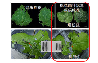 近日，微生物研究所發(fā)現(xiàn)雙生病毒調(diào)控植物免疫平衡實現(xiàn)全新生態(tài)功能